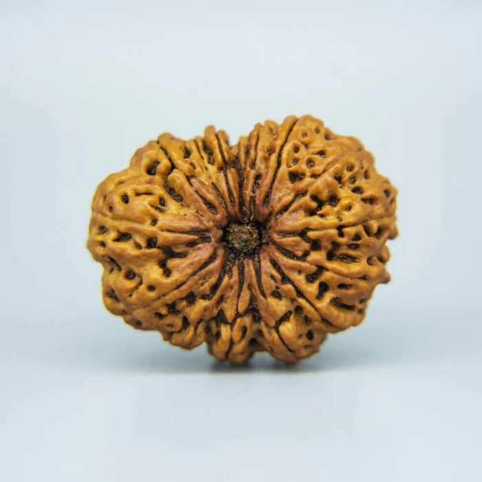 14-Mukhi Rudraksha (Nepal)